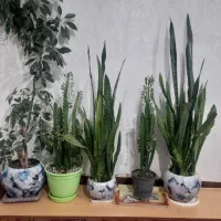 گلهای قشنگ طبیعی برای خونه وآپارتمانی|گل و گیاه طبیعی|اشنویه, |دیوار