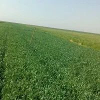 زمین کشاورزی