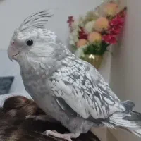 عروس هلندی ماده گمشده