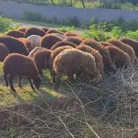 بره نر شیر مست گوسفند|حیوانات مزرعه|تالش, هشتپر|دیوار