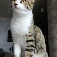 واگذاری فوری  رایگان بچه گربه نر7ماهه DSH موکوتاه.