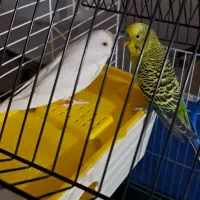 مرغ عشق سرحال