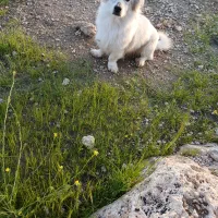 سگ.|سگ|مسجد سلیمان, |دیوار