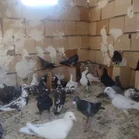 کفتر شهرستانی