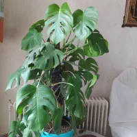 گل برگ انجیری،سانسوریا ابلق