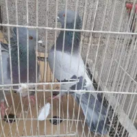 کفتر سبز کلای وسینه ای