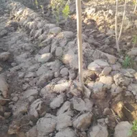 خدمات شخم و علف وبیل زنی درخت کاری|خدمات باغبانی و درختکاری|تبریز, |دیوار