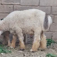 بره قوچی