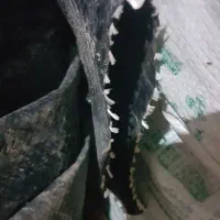 لوله نخی ۶اینج بااتصالات