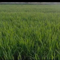 اجاره زمین کشاورزی