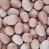 فروش تخم مرغ محلی روستایی دونه هشت هزار تومن