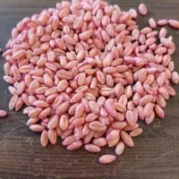 گندم بذر پیشگام بوجاری شده+سم آبیه یک تن|خدمات باغبانی و درختکاری|موچش, |دیوار