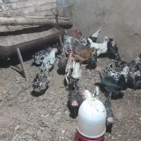 تخم مرغ گلین|حیوانات مزرعه|اصفهان, آبشار|دیوار