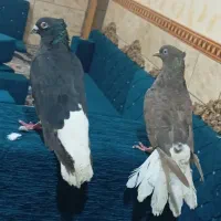 جوفت اشعل درجه یک|پرنده|اهواز, کوی مندلی(سه راه خرمشهر)|دیوار