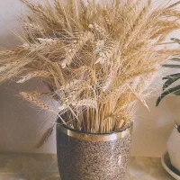گلدان گندم