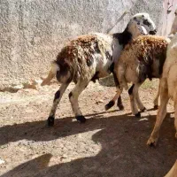 بره نر افشاری|حیوانات مزرعه|زند, |دیوار