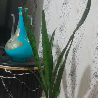 گل طبیعی|گل و گیاه طبیعی|مشهد, رباط طرق|دیوار