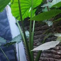 گل بابا آدم ۴ عدد|گل و گیاه طبیعی|قائمشهر, |دیوار