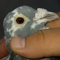 جان اردن اصلی پلاکی