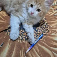 واگذاری بچه گربه