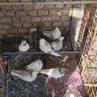 کبوتر کشتنی