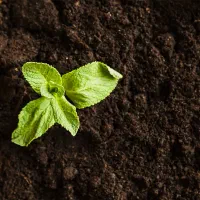 شاگرد کارآموز