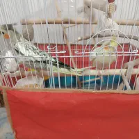 دو تا عروس هلندی ماده یکیشون رام