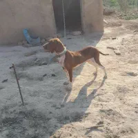 سگ شکاری   دونبلانی  حرفی