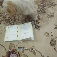 سگ پشمالو پاکوتاه