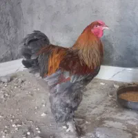 خروس برهما