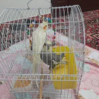عروس هلندی