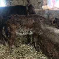 گوساله گاو کوله لیشه چالوسی