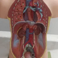 مجسمه آناتومی انسان|مجسمه، تندیس، ماکت|تهران, میرداماد|دیوار