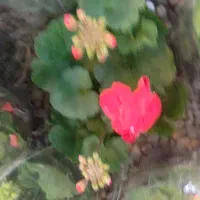 گل شمعدانی پاکوتاه(هلندی)|گل و گیاه طبیعی|رشت, حمیدیان|دیوار