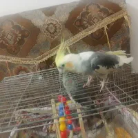 یک جفت عروس هلندی بدون پر خرابی