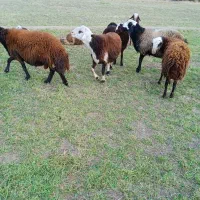 پنج تا بره نر فروشی درجه یک