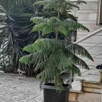 اشانتیون گل|گل و گیاه طبیعی|بابل, |دیوار