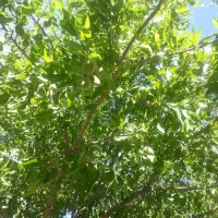 فروش فوری وزیرقیمت باغچه به متراژ هزاروصدمتر|فروش زمین و ملک کلنگی|انزل, |دیوار