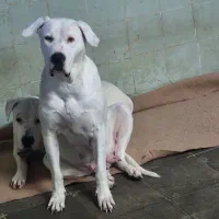 داگو ماستیف|سگ|بومهن, |دیوار