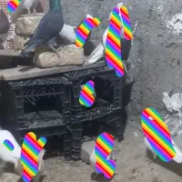 سبز پلاکی.وپشت