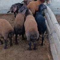 10راس توقلی قزل افشاری ماده زیر قوچی|حیوانات مزرعه|سیمین شهر, |دیوار