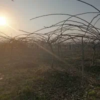 باغ-کیوی-سندثبتی-به-متراژ-دلخوا