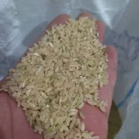 برنج کامفیروزی اصل|خوردنی و آشامیدنی|شیراز, شهرک فرزانگان|دیوار