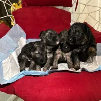 سگ ژرمن|سگ|رودهن, |دیوار