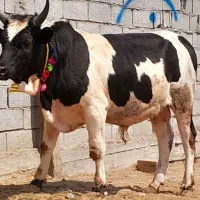 جوانه چاق چاق هست گاو  نر