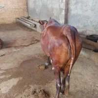 گاو جوان خونگی|حیوانات مزرعه|شوشتر, |دیوار