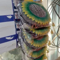 اسکاج خورشیدی