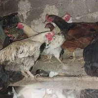 دوعدد خروس نه ماهه