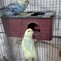 مرغ عشق عروس هلندی