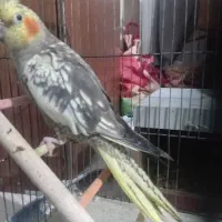 عروس هلندی با جوجه سخنگو و دستی